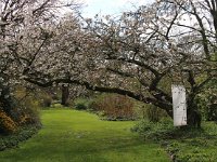 Kalmthout 2016 04 17 9775 Prunus serrulata Tai Haku